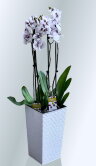 Орхидеи Фаленопсис в кашпо Финезия Длуто белое ⌀19 