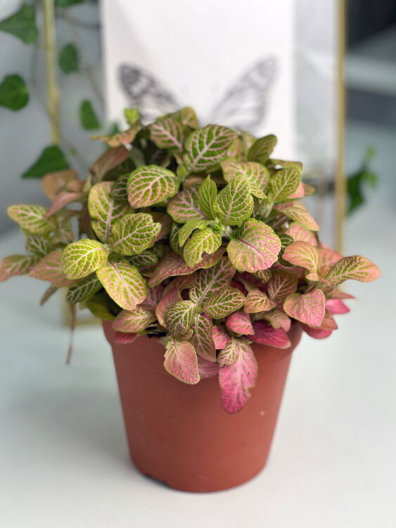 Фиттония розовая Пинк Руби Лайм ⌀12 