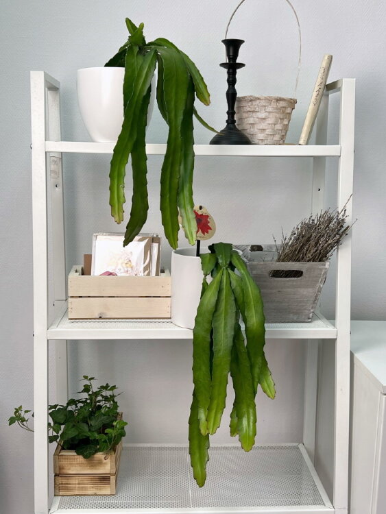 Эпифиллум Аккермана ⌀12 35 см 