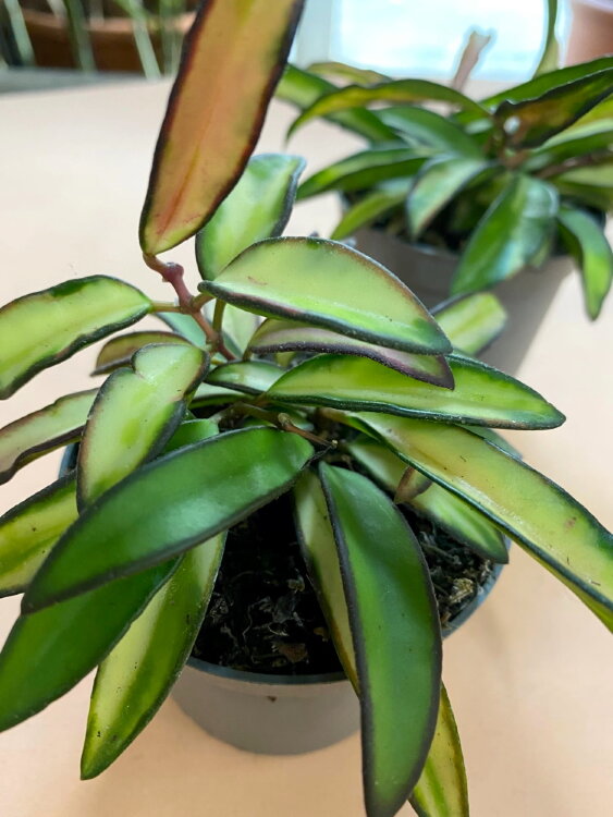 Хойя Вайети триколор ⌀12 20 см 