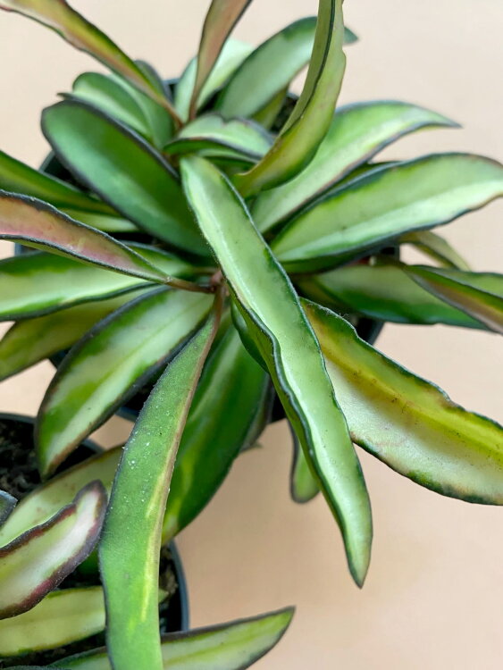 Хойя Вайети триколор ⌀12 20 см 