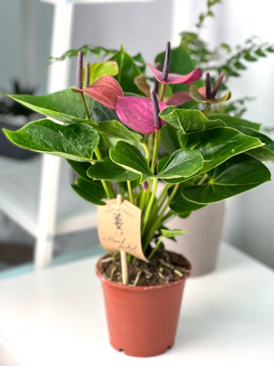 Антуриум Бэби Пёрпл ⌀12 35 см 