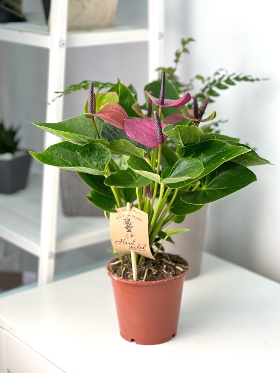 Антуриум Бэби Пёрпл ⌀12 35 см 