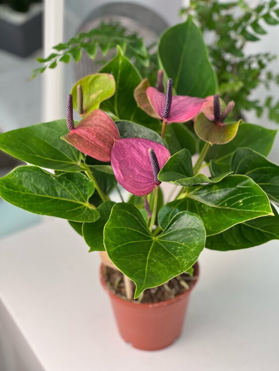 Антуриум Бэби Пёрпл ⌀12 35 см 