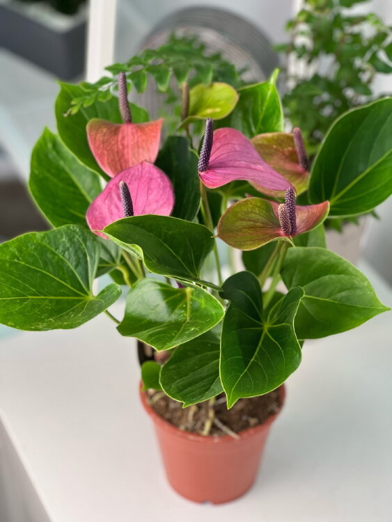 Антуриум Бэби Пёрпл ⌀12 35 см 