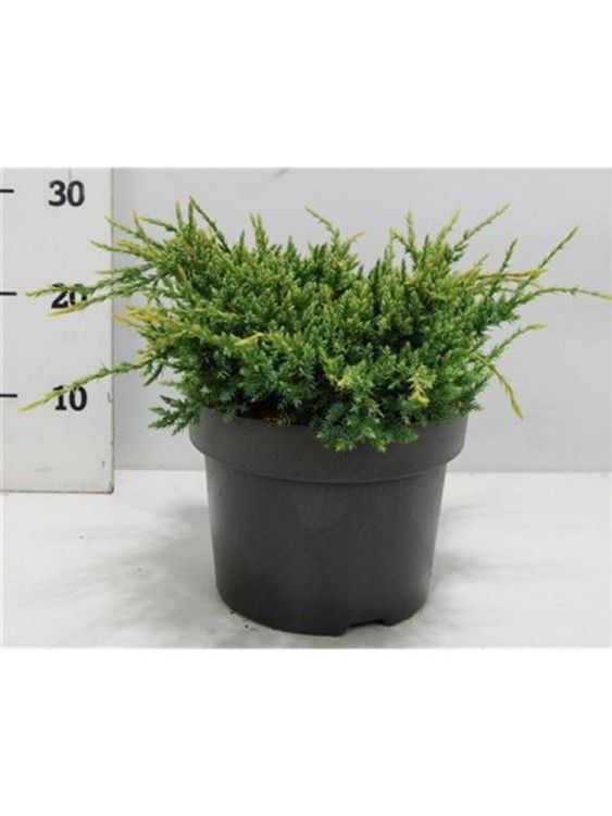 Можжевельник Скуамата Хольгер 