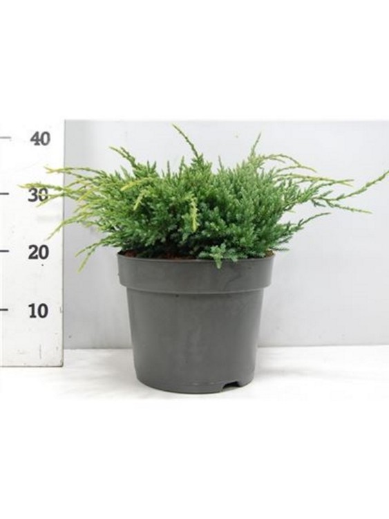 Можжевельник Скуамата Хольгер 