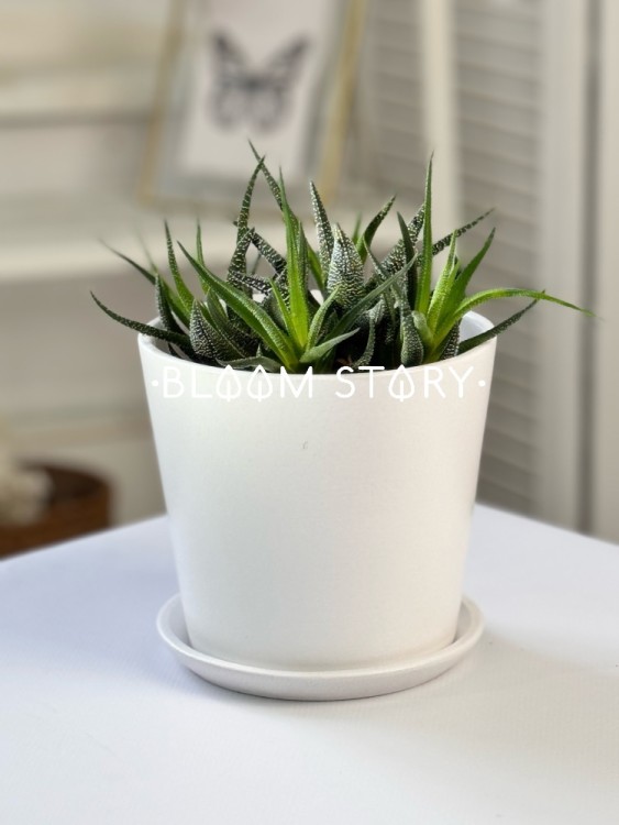 Хавортия в белой керамике ⌀15 20 см 