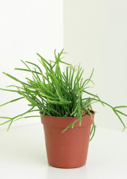 Рипсалис Кассута ⌀5 