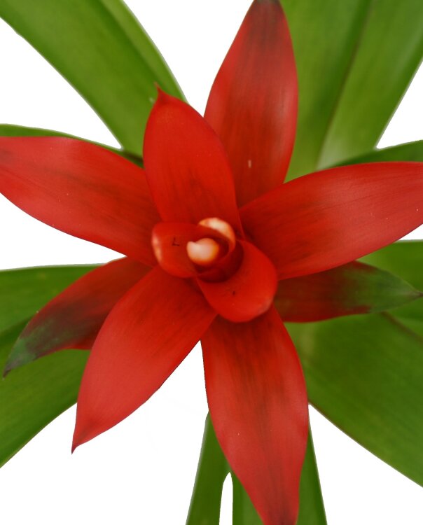 Гузмания Темпо ⌀5 