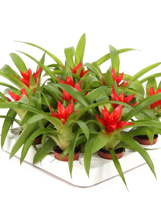 Гузмания Темпо ⌀5 