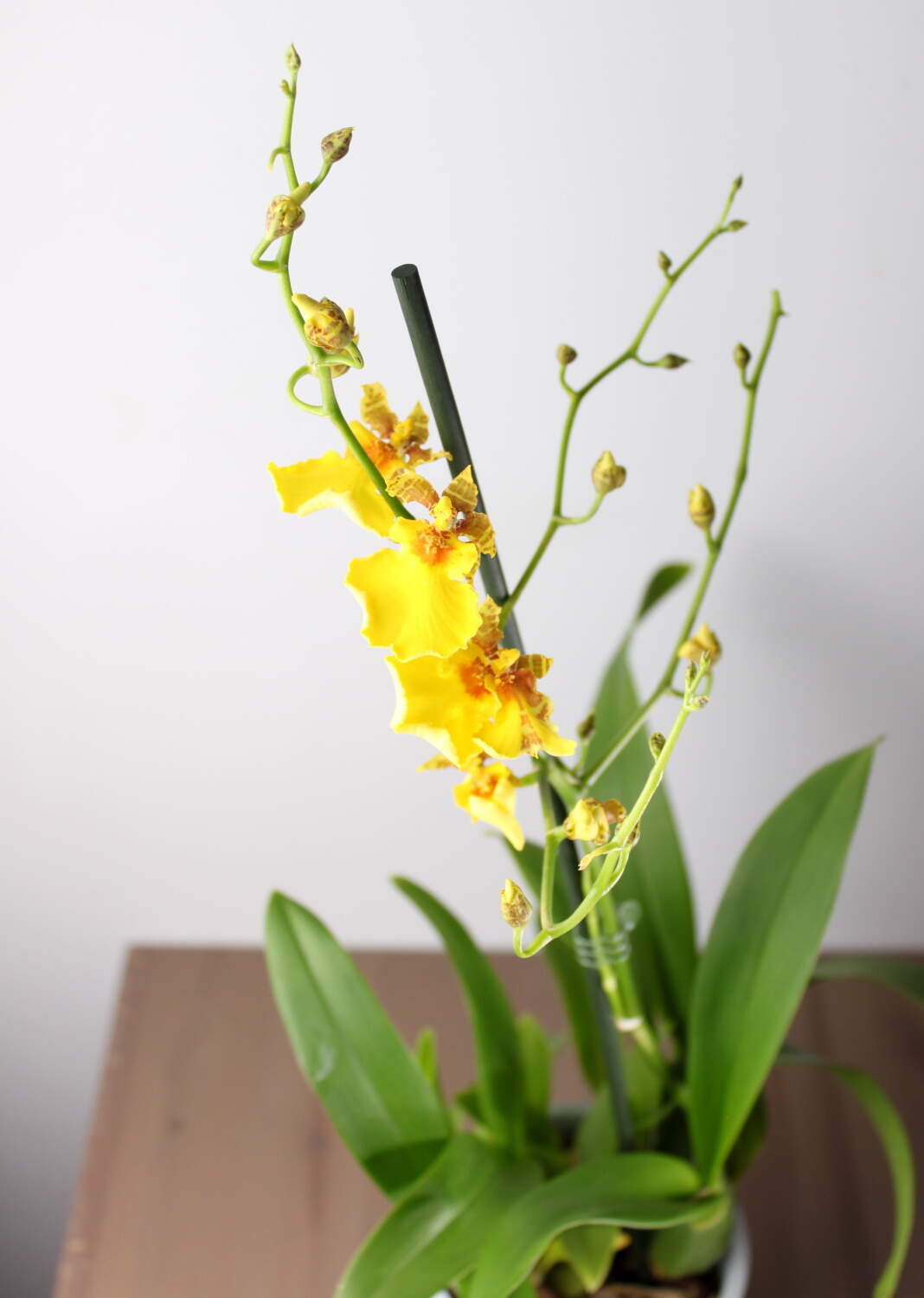 Орхидея Онцидиум жёлтая 1 ствол купить в Москве с доставкой | Магазин  растений Bloom Story (Блум Стори)