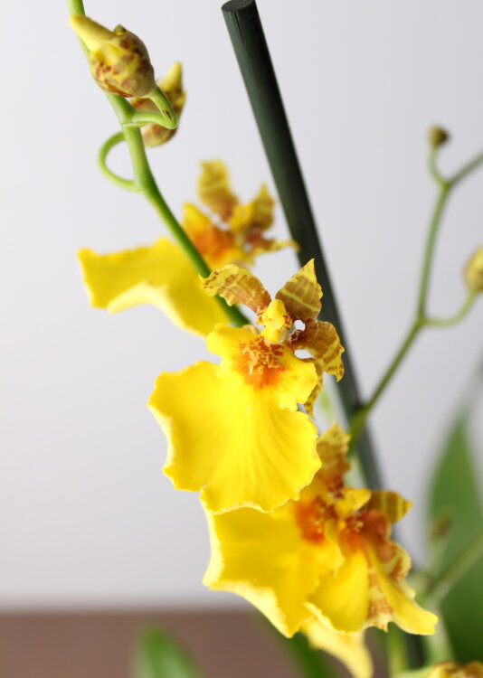 Орхидея Онцидиум жёлтая 1 ствол 