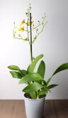 Орхидея Онцидиум жёлтая 1 ствол 