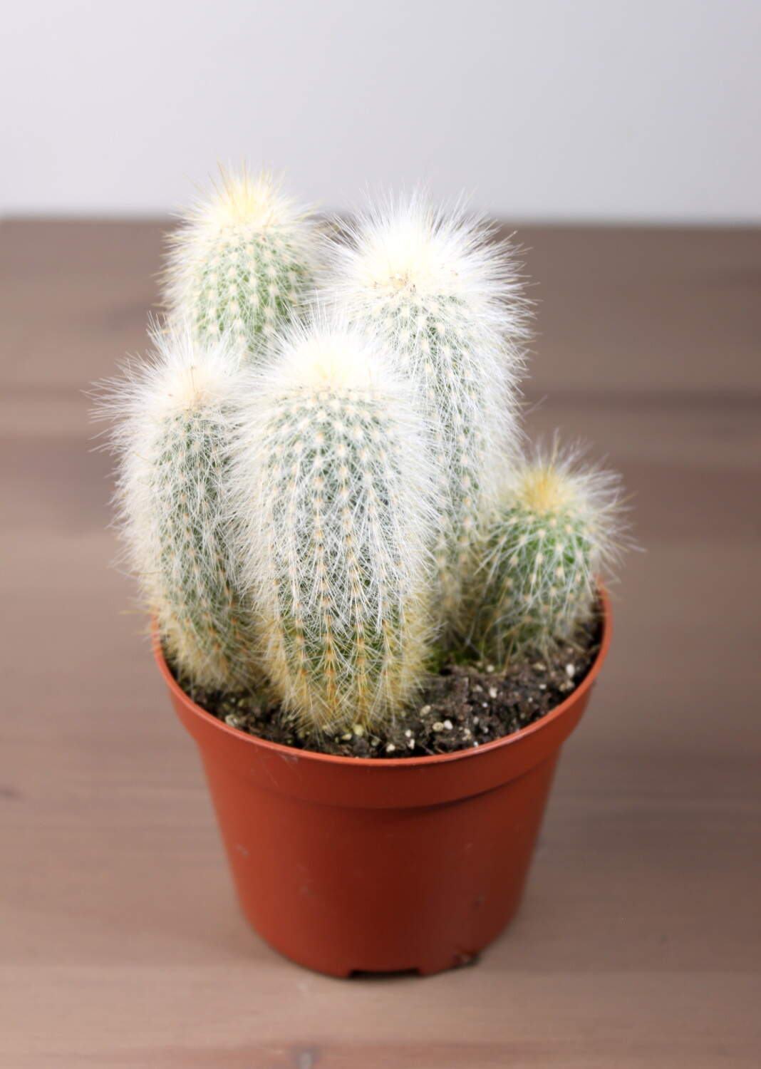 кактус эспостоа шерстистая. мохнатый кактус эспостоа. цефалоцереус домашний. кактус маммиллярия мохнатый. кактус эспостоа шерстистая.