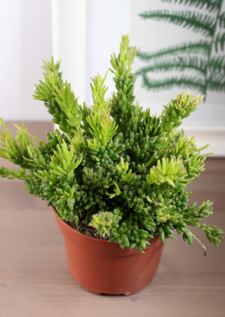 Рипсалис Мезембриантемовый ⌀10 купить в Москве с доставкой | Магазин ...