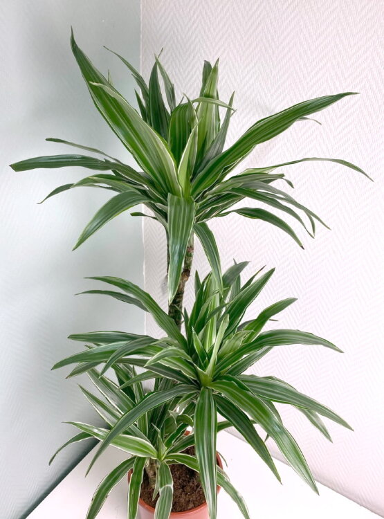 Драцена Фрагранс Варнески 3 ствола ⌀21 120 см  Драцена Фрагранс Варнески 3 ствола ⌀21 120 см