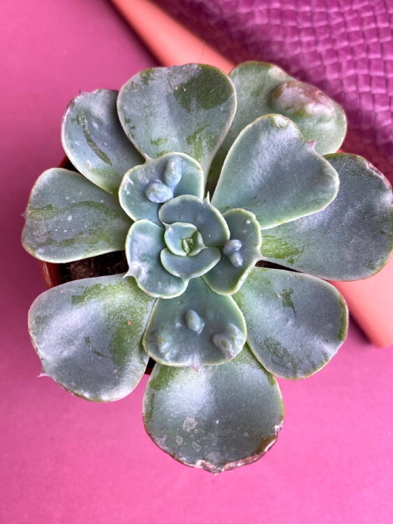 Эхеверия Рейндропс ⌀5 