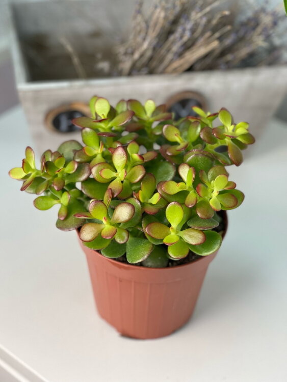 Крассула Овата Минор ⌀12 20 см 