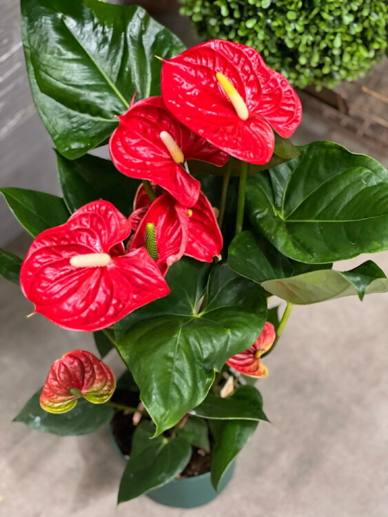 Антуриум Мадурал ⌀17 70 см 