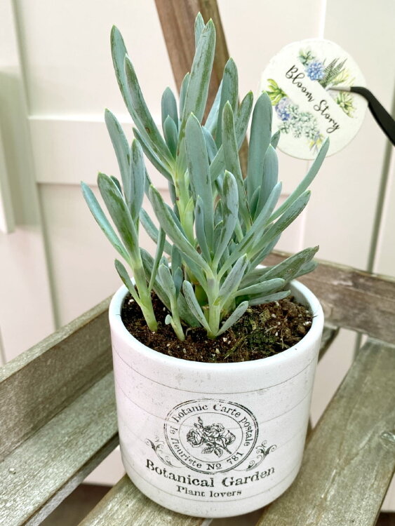 Сенецио Серпенс ⌀8 