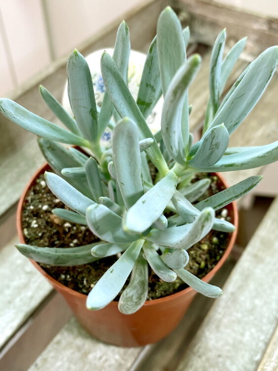 Сенецио Серпенс ⌀8 