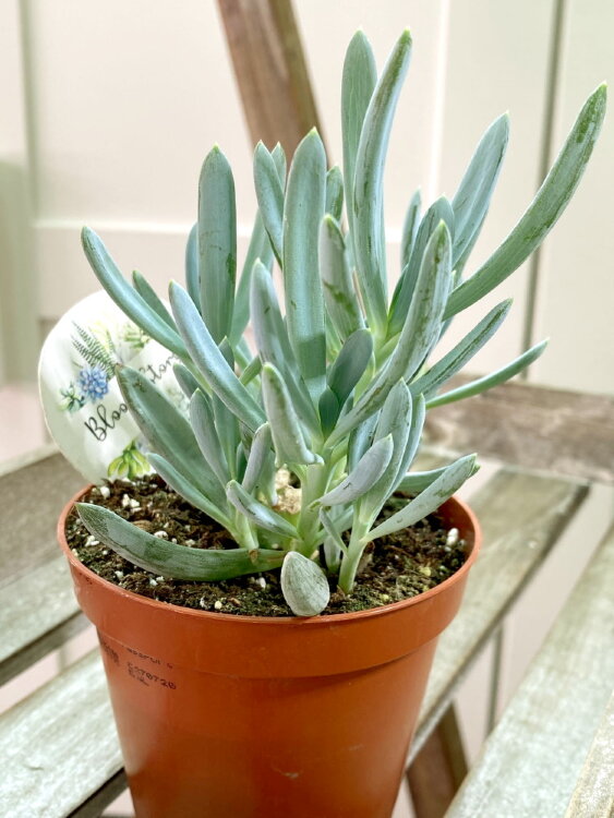 Сенецио Серпенс ⌀8 