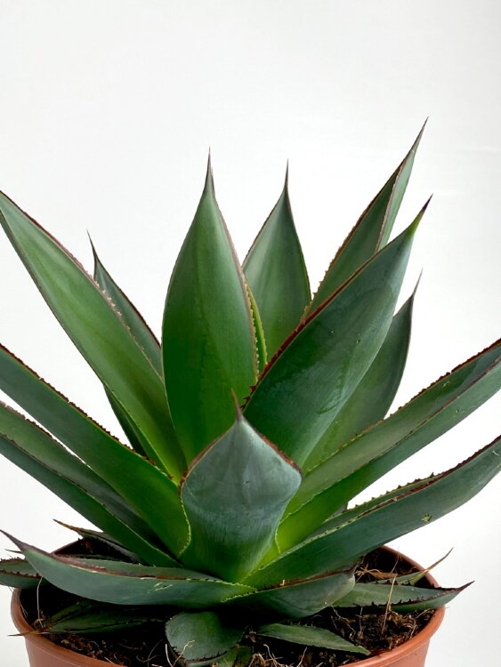 Агава Шака Зулу ⌀15 