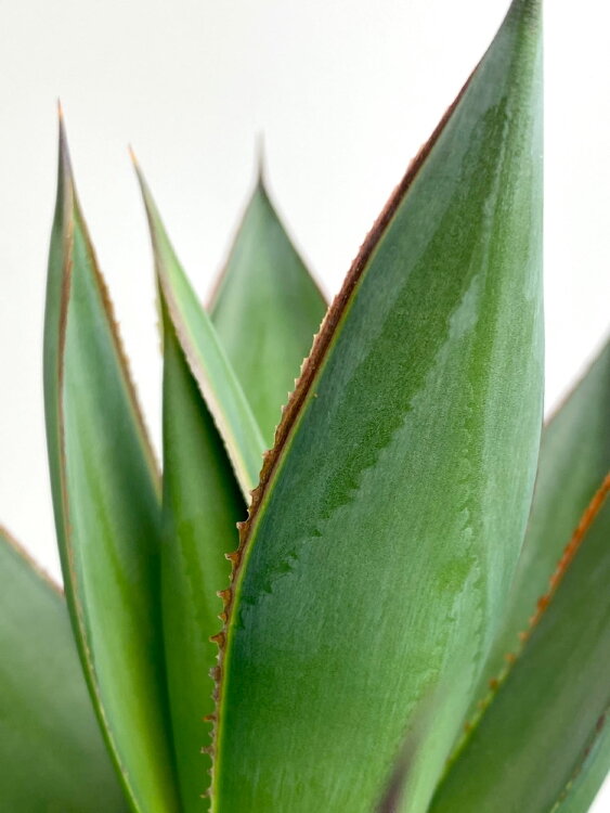 Агава Шака Зулу ⌀15 