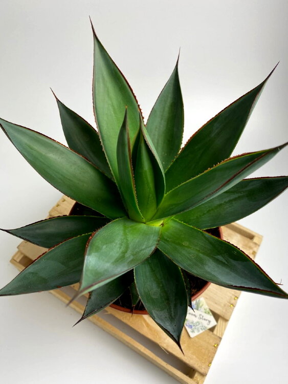 Агава Шака Зулу ⌀15 