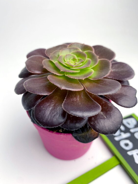 Эониум Велюр ⌀7 