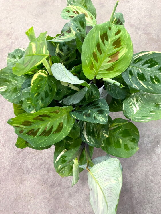 Маранта Вариегатная ⌀17 35 см 