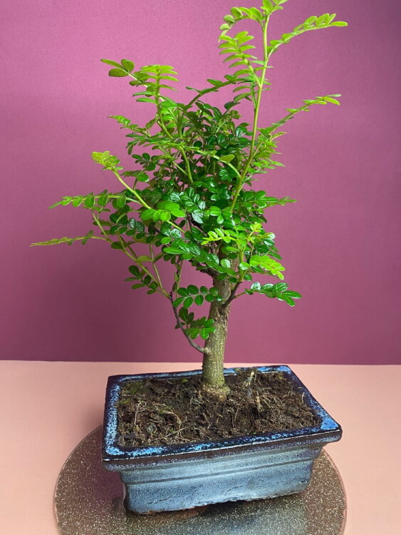 Бонсай Зантоксилум 20 см 