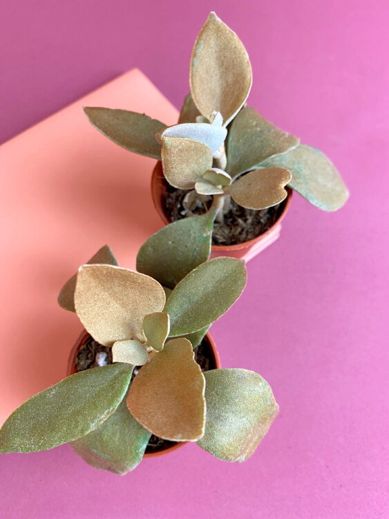 Каланхоэ Оргиалис ⌀5 