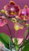 Орхидея Фаленопсис мини Ханни Глоу ⌀6 20 см 