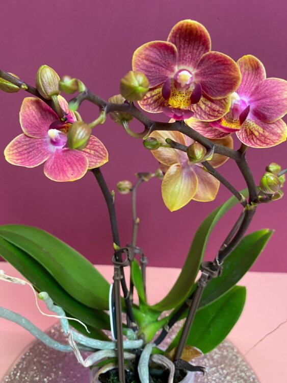 Орхидея Фаленопсис мини Ханни Глоу ⌀6 20 см 