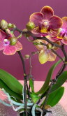 Орхидея Фаленопсис мини Ханни Глоу 