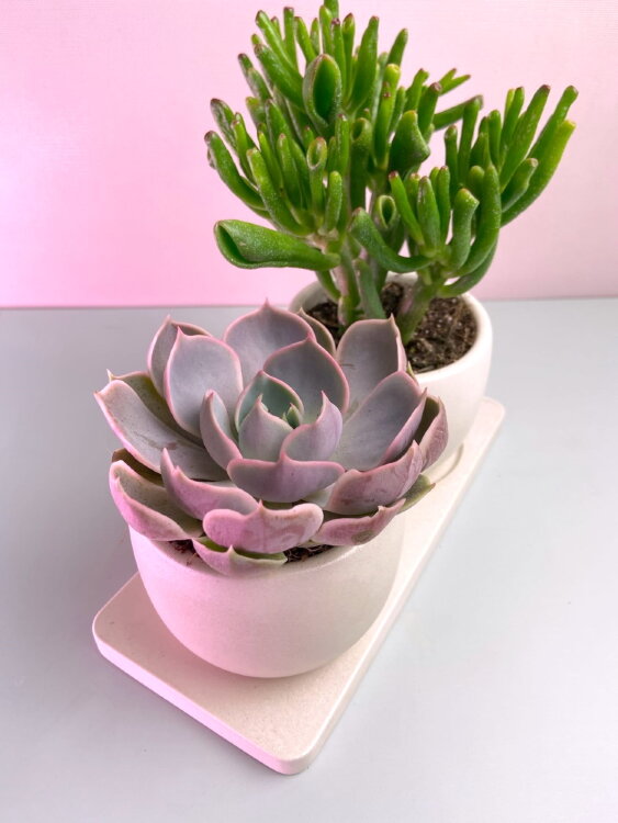 Композиция из суккулентов Дуэт белый 