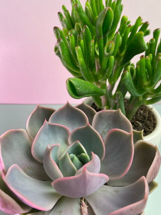 Композиция из суккулентов Дуэт белый 