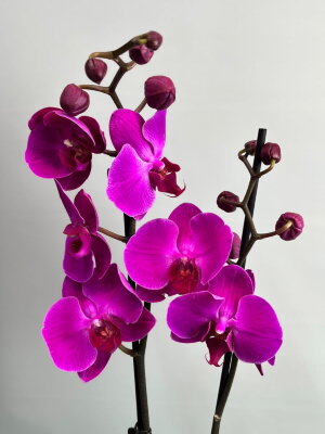 Орхидея Фаленопсис фиолетовая 2 ст