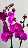 Орхидея Фаленопсис фиолетовая 2 ст 
