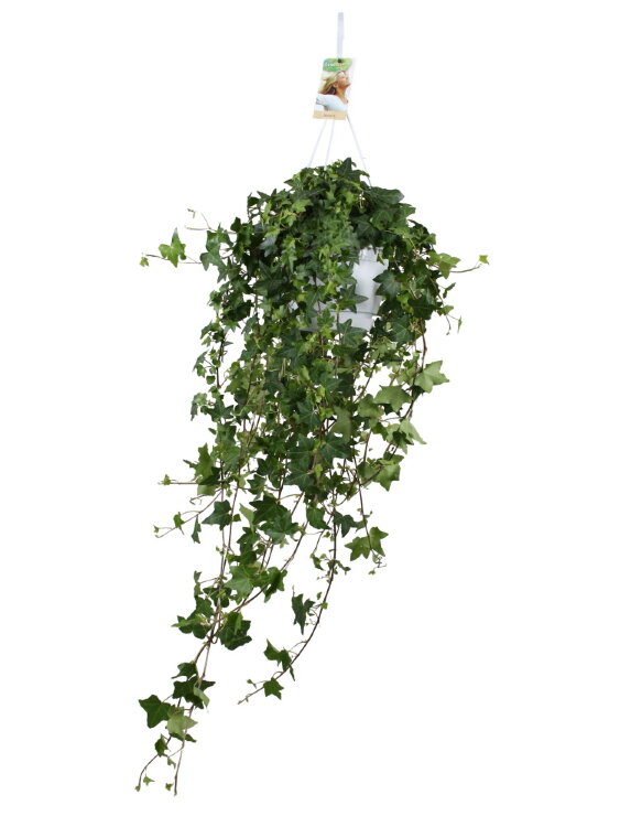 Хедера хеликс Питтсбург ⌀17 80 см 