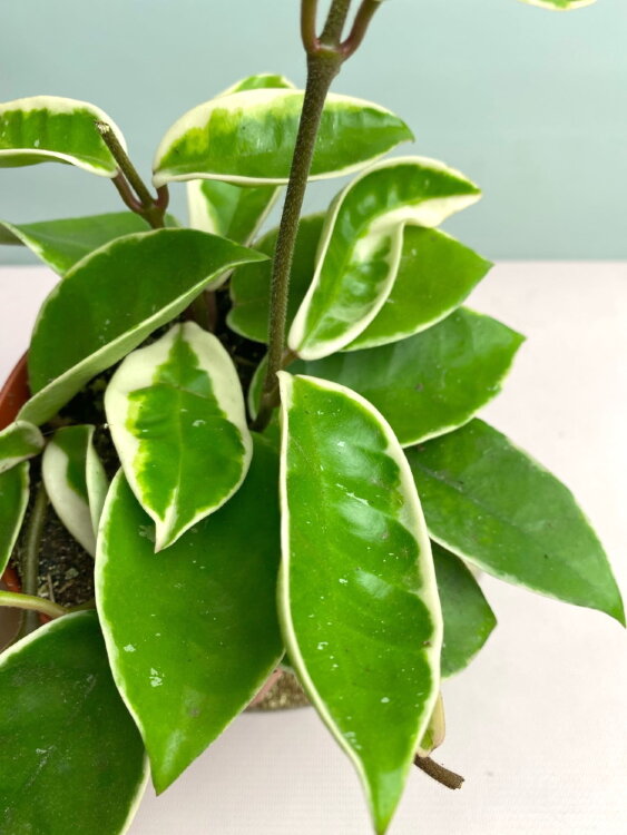 Хойя Кримсон Квин ⌀8 15 см 