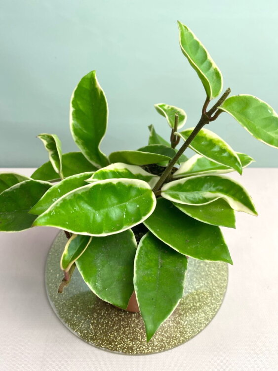 Хойя Кримсон Квин ⌀8 15 см 