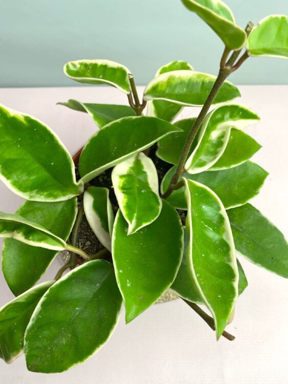 Хойя Кримсон Квин ⌀8 15 см 