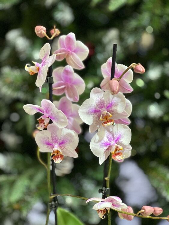 Орхидея Фаленопсис Амстердам ⌀12 55 см 