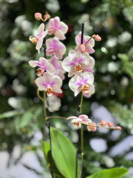 Орхидея Фаленопсис Амстердам ⌀12 55 см  Орхидея Фаленопсис Амстердам ⌀12 55 см