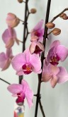 Орхидея Фаленопсис Бостон ⌀12 60 см 