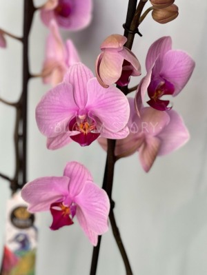 Орхидея Фаленопсис Бостон ⌀12 60 см