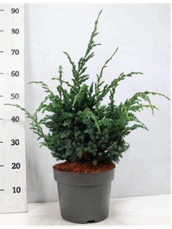 Можжевельник Скуамата Мейери 